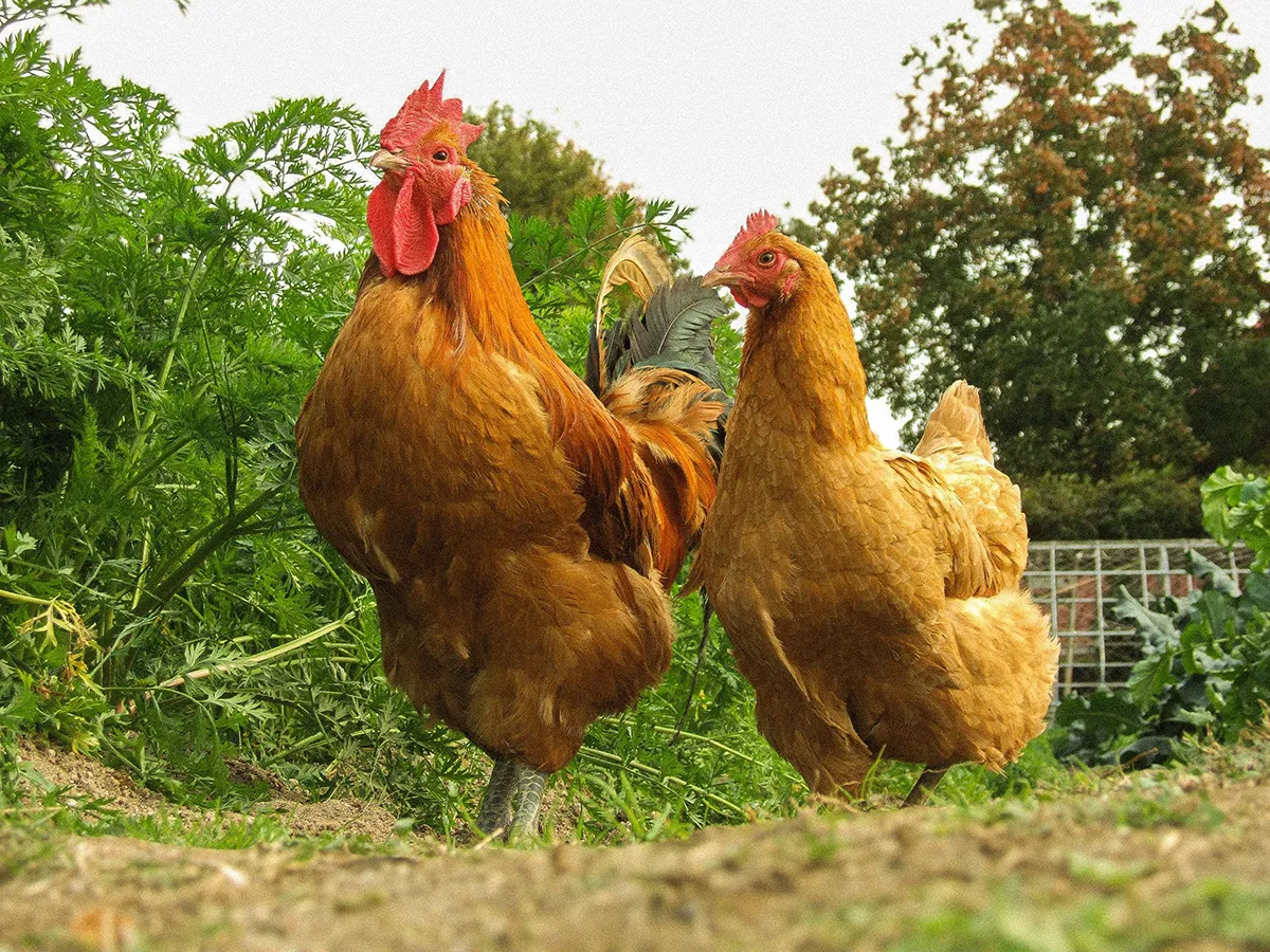 名古屋コーチン